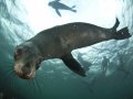 Seven Gill Cow Sharks & Cape Fur Seals